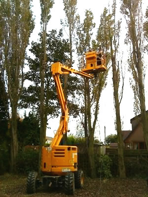 Pruning and removing some trees for a customer in Castleford